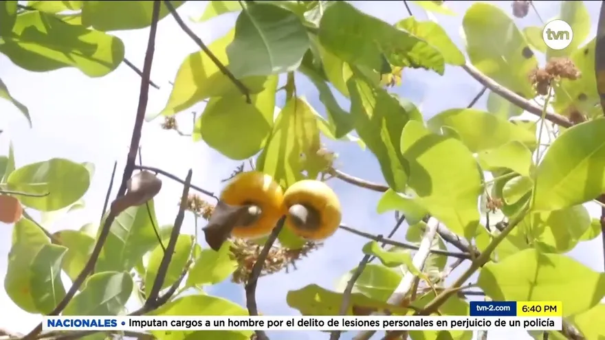 Árbol de Marañón amenazado por plaga