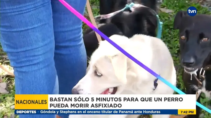 ¿Qué sanción se le aplicó al dueño del perro que murió asfixiado?