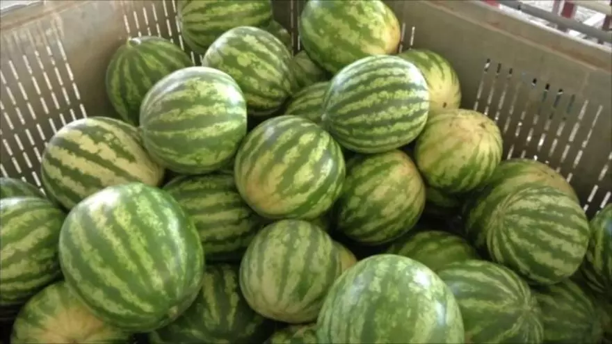 Coclé exporta sandías