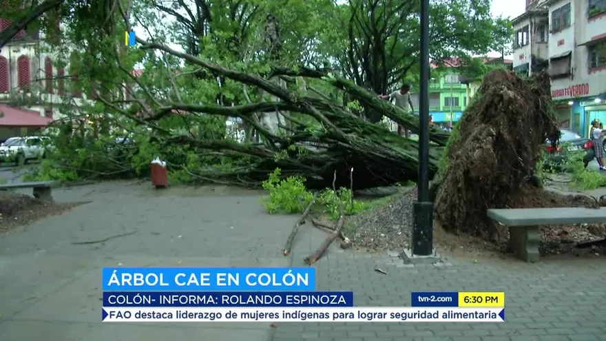 Caída de árboles en la ciudad de Colón por lluvias