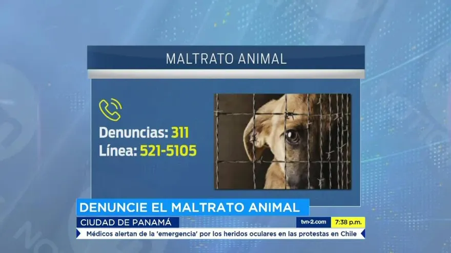 Siguen reportando casos de maltrato animal