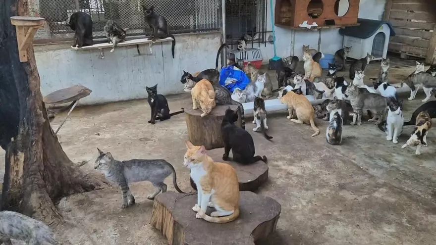 Los animales estaban en condiciones insalubres