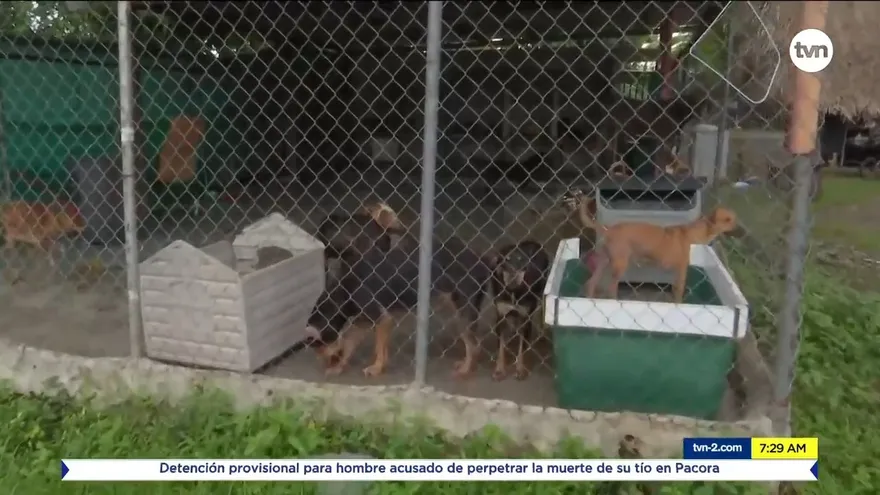 Conoce cómo adoptar animales rescatados