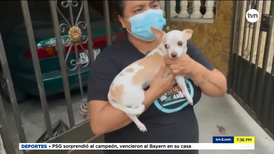 Aumentan casos de maltrato animal