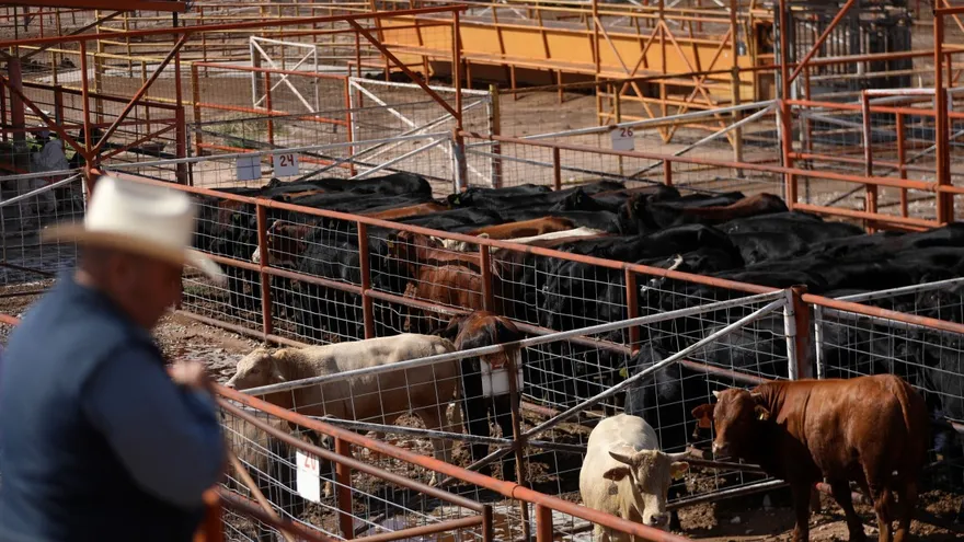 Se reabre punto fronterizo de exportación de ganado entre EEUU y Mexico