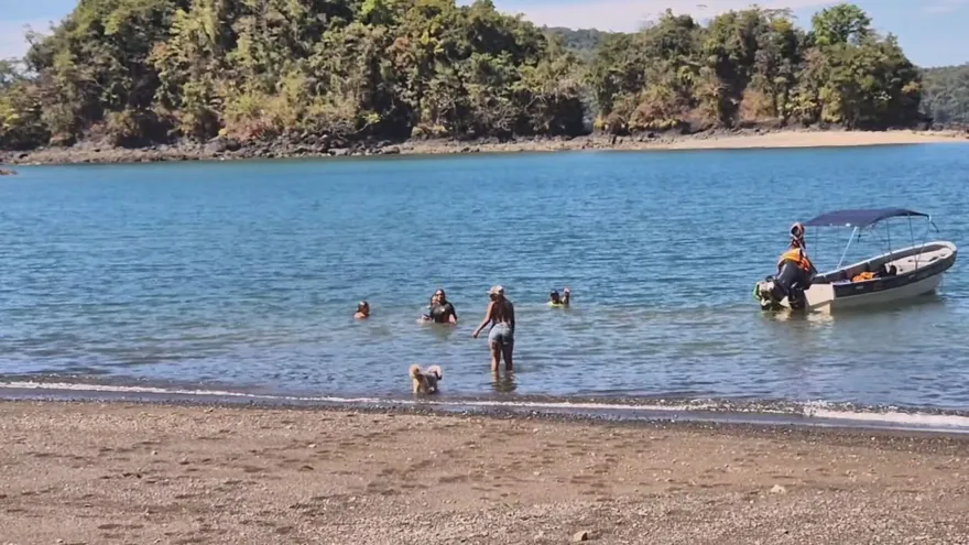 Buscan reubicar a un lagarto avistado en playa Torio de Veraguas