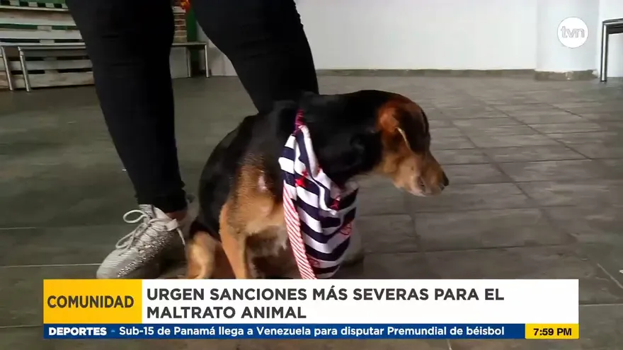 Maltrato animal sigue creciendo en Panamá, conozca la  historia de 'Galleta'