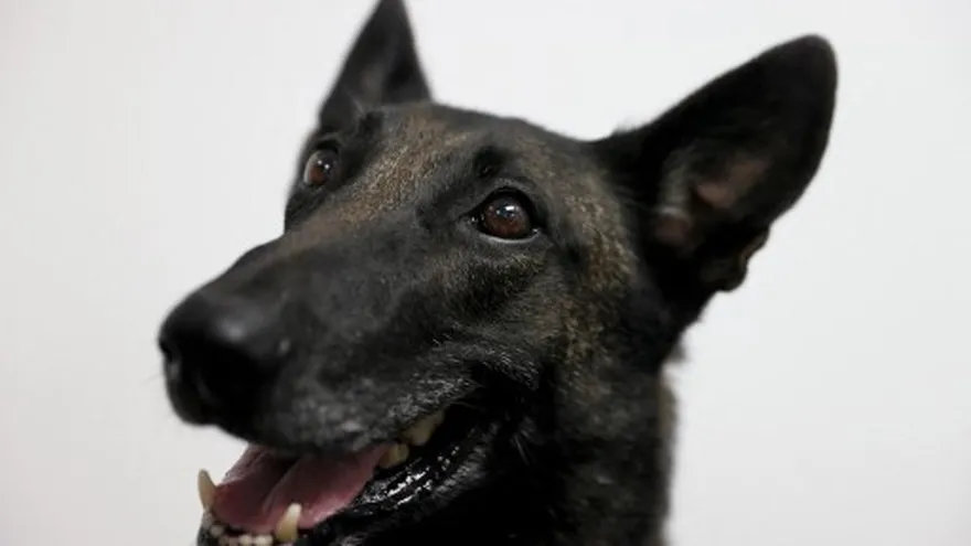 Foto ilustrativa de un perro