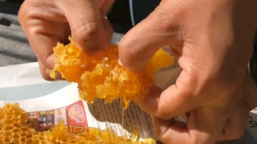 La miel gana peso como sustento económico en pueblos olvidados de México