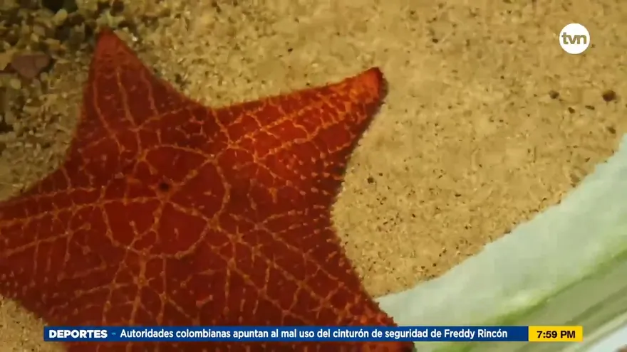 Mundo Verde: Las Estrellas de Mar