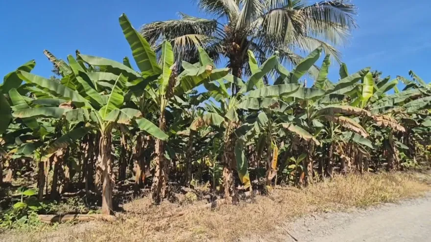 Productores de plátano en Barú exigen respuestas al Gobierno