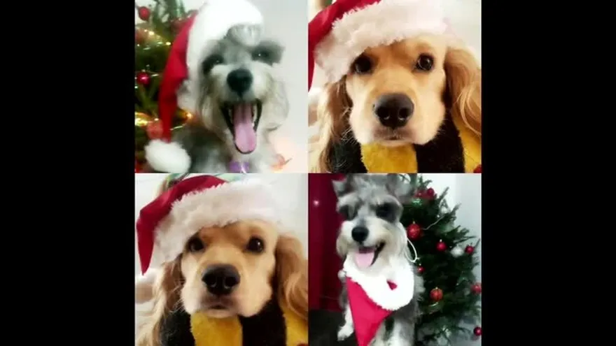 Mascotas que celebran la Navidad