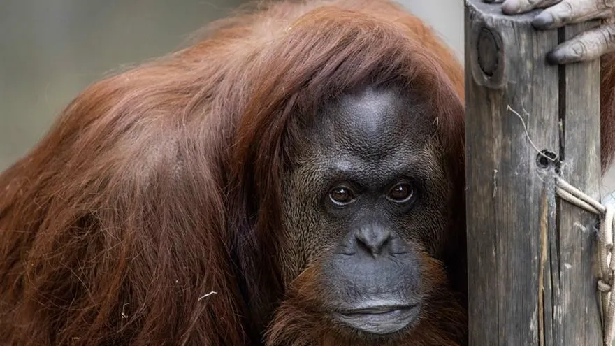 Orangutana 'Sandra' es llevada a EEUU para superar su depresión