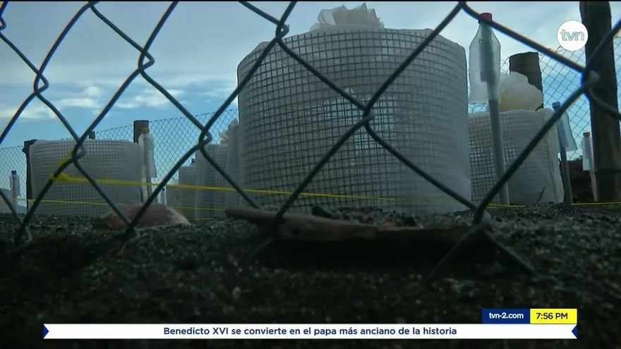 Liberación de tortugas en Veraguas fue seguido a través de Internet