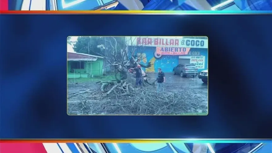 Se reportaron caída de árboles en varios puntos del país