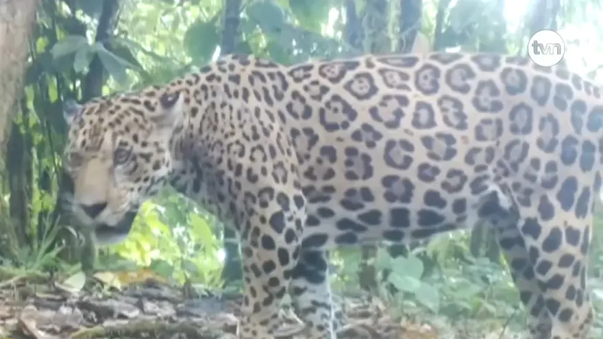Día de los Felinos Silvestre en Panamá