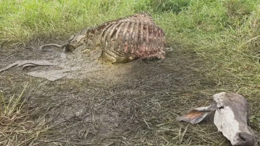 Ganaderos de Bugaba exigen freno al cuatrerismo violento