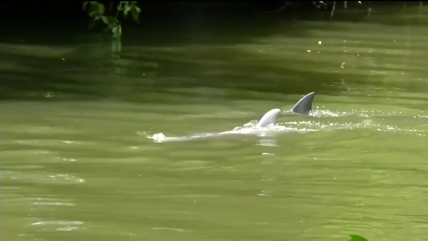 La trágica muerte de los delfines chiricanos