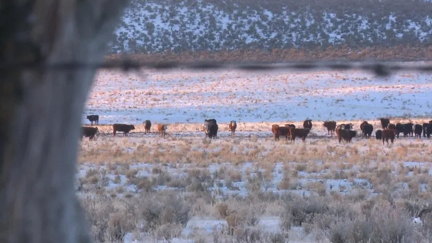 El conflicto por el uso de las tierras en Estados Unidos