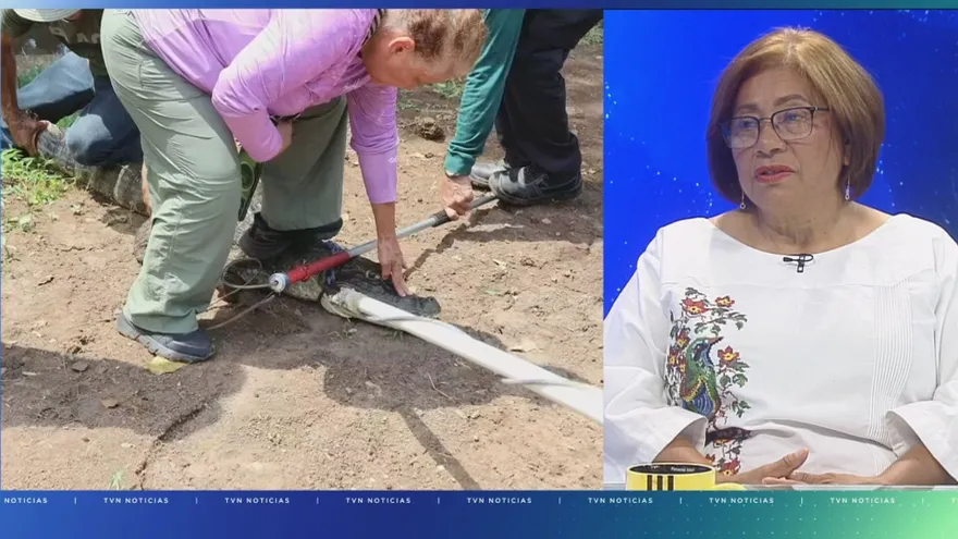 Plan de acción por lagartos y cocodrilos en Panamá
