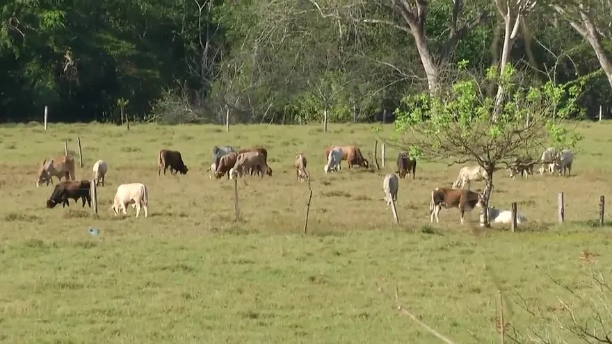 Desmienten contagio de tuberculosis bovina en Chiriquí
