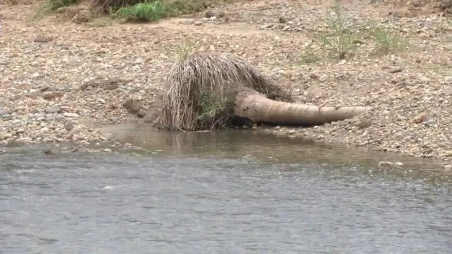 Actividad agrícola se ha visto afectada en Pacora