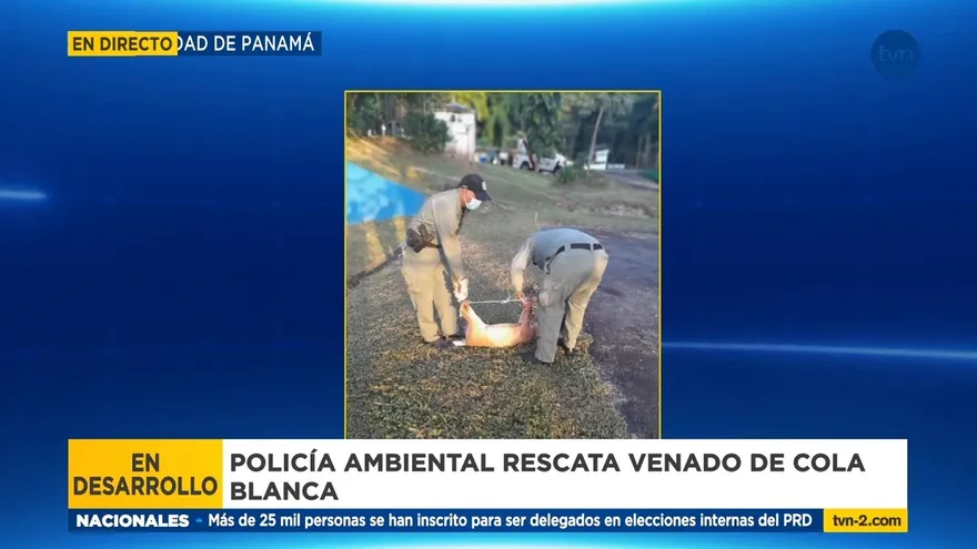 Policía rescata venado de cola blanca