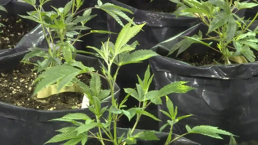 Uruguay empieza a vender marihuana estatal en farmacias