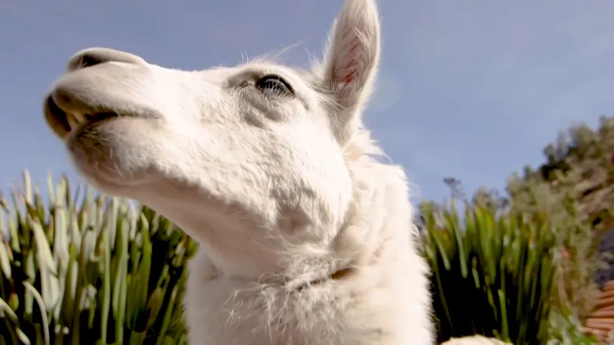 "Call a Llama", una singular oferta de turismo virtual en Bolivia