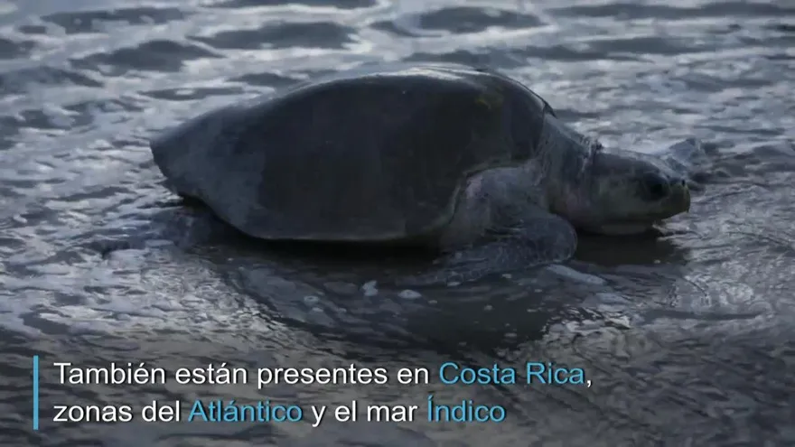 Un refugio en las costas de Nicaragua para la tortuga paslama