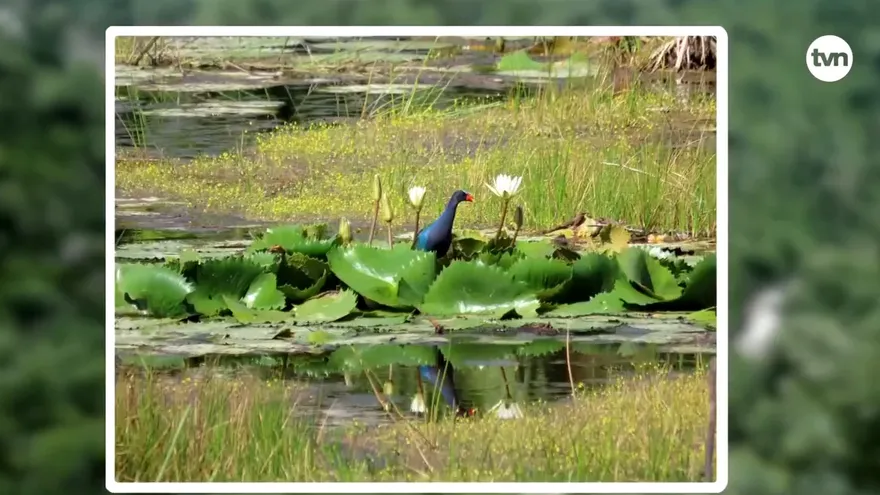 Mundo Verde: Ecosistemas tropicales