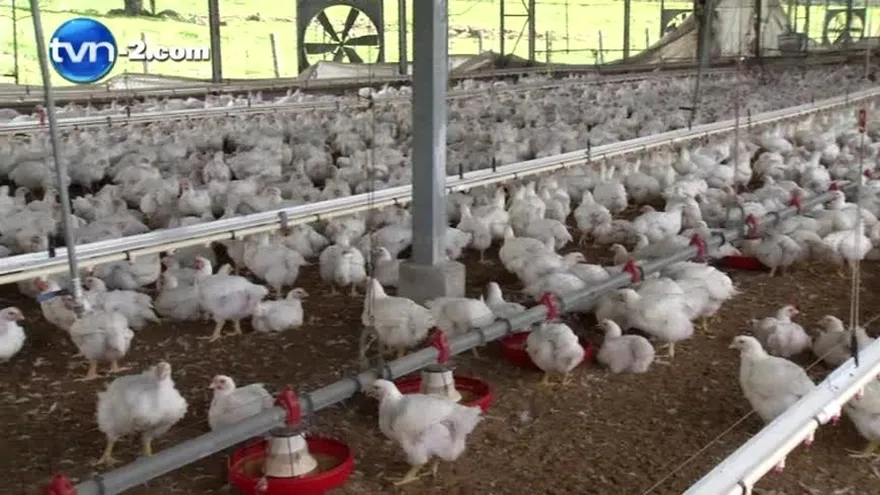 Si se aprueba el impuesto municipal, podría escasear el pollo