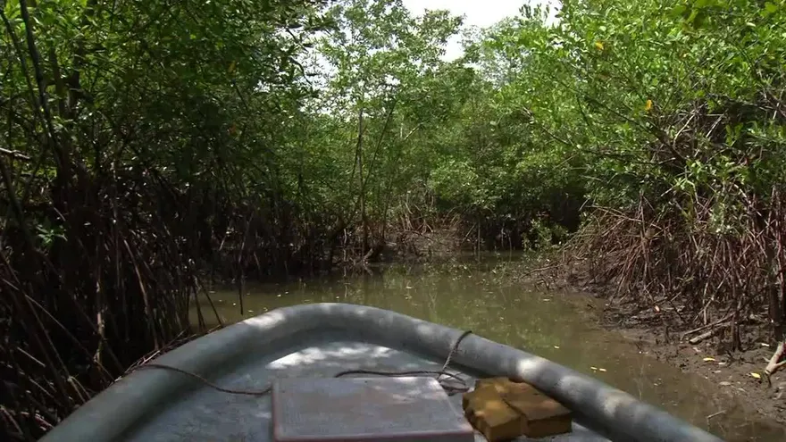 Autoridades definen plan para protección de los manglares
