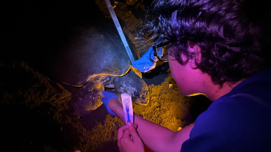 Personal de MiAMBIENTE inspecciona la zona de anidación para asegurar la integridad de las tortugas y sus nidos.
