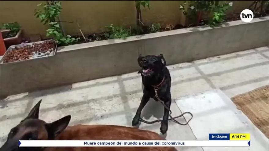 Cuidado y entretenimiento de las mascotas en medio de la cuarentena