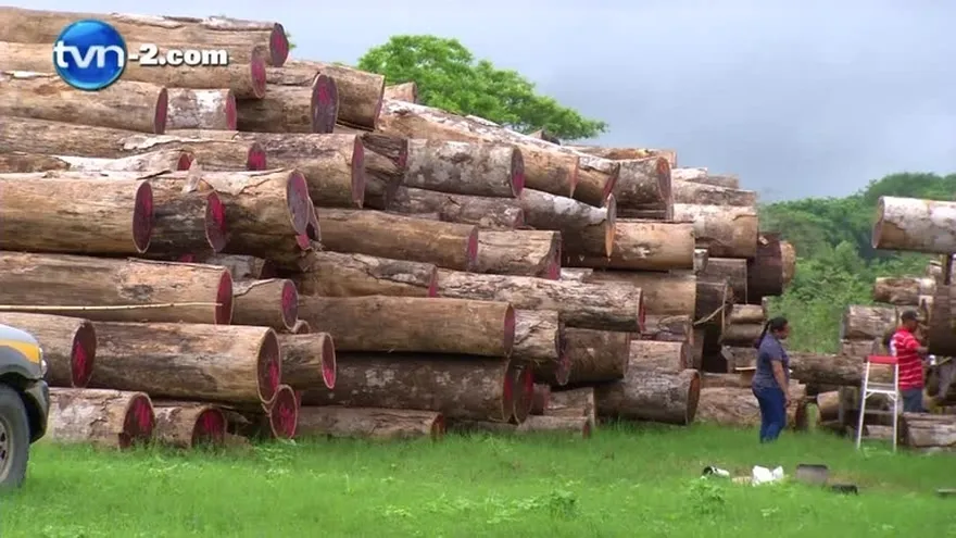 Ministerio de Ambiente toma medidas contra tala de árboles en Darién