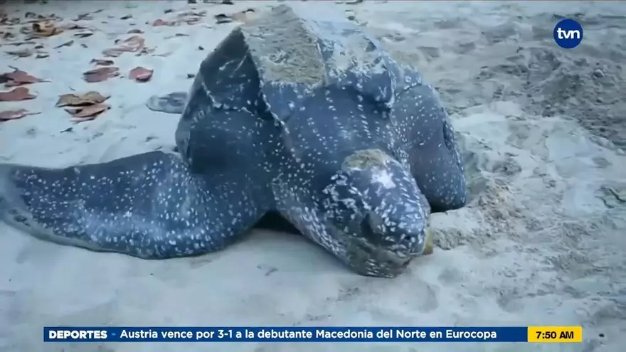 Río Caña, protegiendo las tortugas marinas