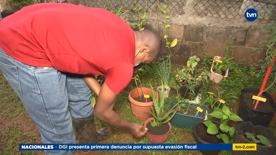Huertos caseros, una alternativa para el costo de los alimentos
