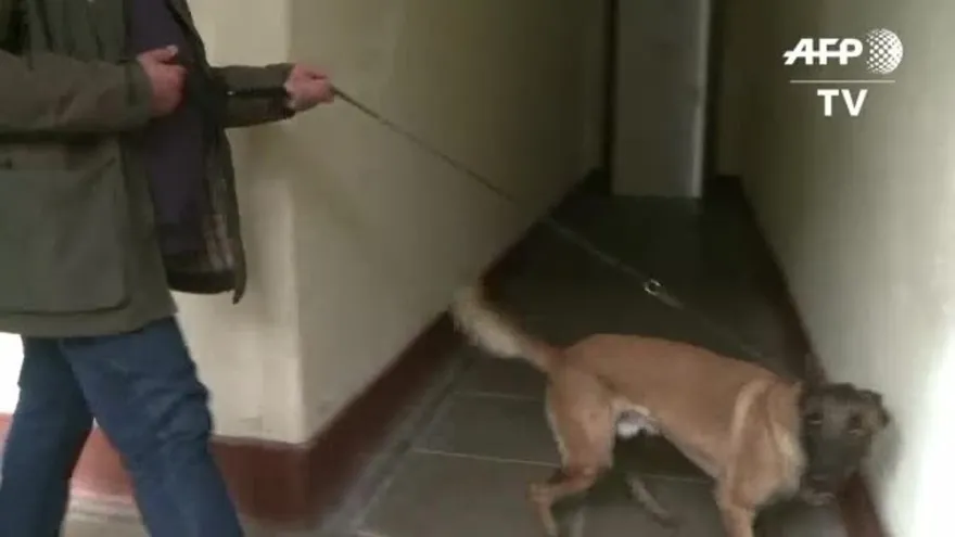 Perros detectores del cáncer de mama