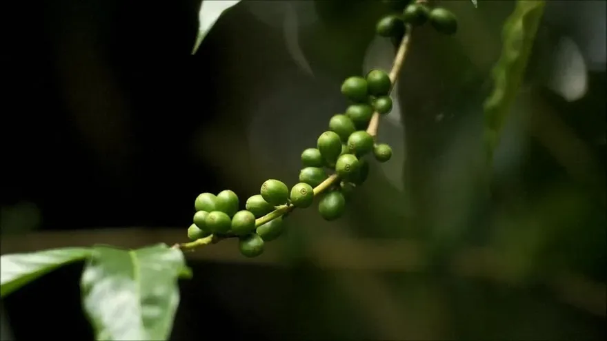 Cambio climático amenaza cultivos de café en Latinoamérica