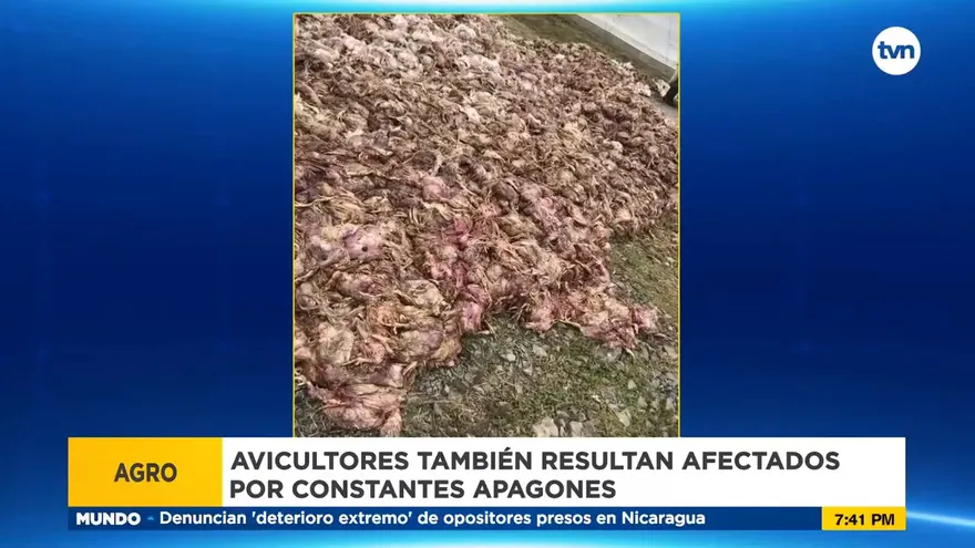 Apagones en Panamá Oeste causan pérdidas en los avicultores