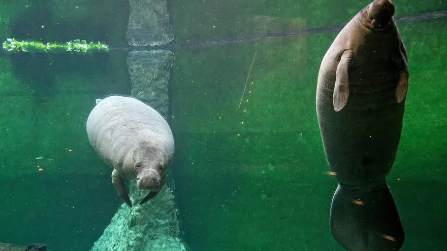 El récord en el periodo 2016-2020 son los 810 decesos de manatíes alcanzado en 2018, pero la de 2020, aunque provisional, es la segunda cifra mayor