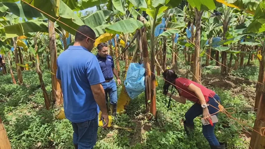 Productores de Bocas del Toro reportan pérdidas tras intensas lluvias