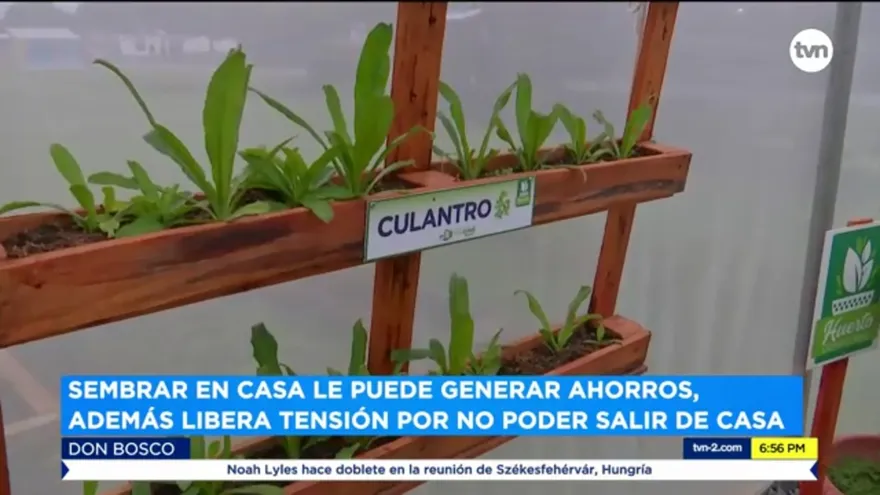 Huerto en casa con espacio reducido