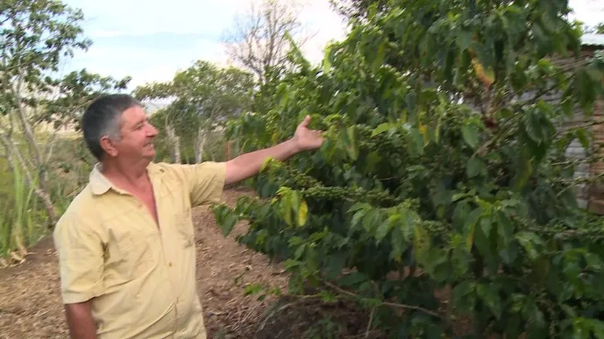 La sequía preocupa a los caficultores de Colombia