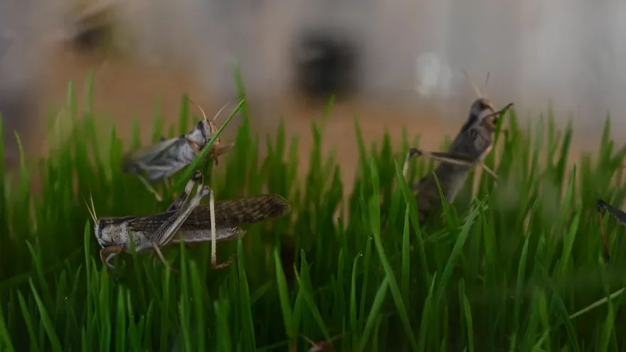 ¿Quiere comer más proteínas? Pruebe a incluir saltamontes en la dieta