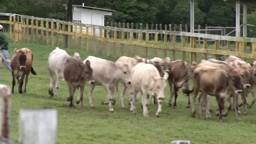 Leucosis bovina puede afectar a seres humanos