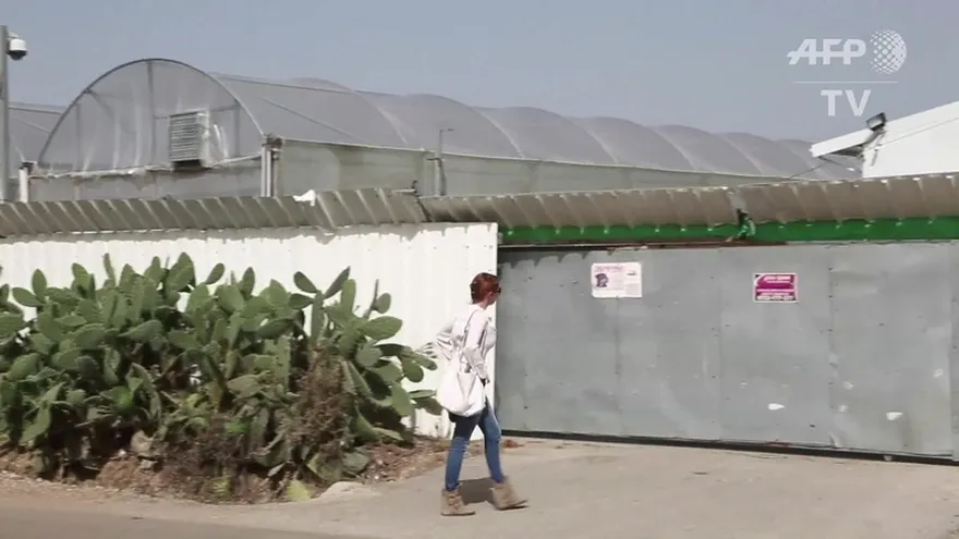 Israel ve un excitante futuro a la marihuana médica