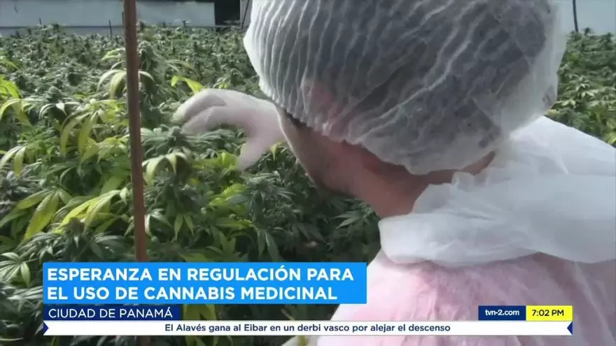 Retomarán proyecto sobre ley que regula el uso del Cannabis