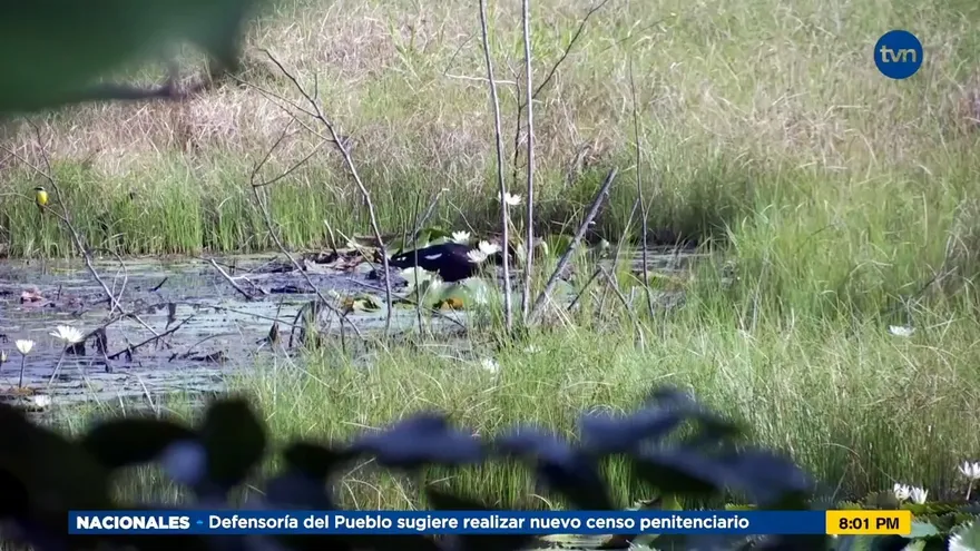 Mundo Verde: Los humedales